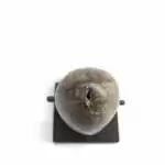 PENIS PIERCINGS Genital Extreme Piercing 55mm Palang Ampallang Tribal Orgasm Tattoo Body Borneo