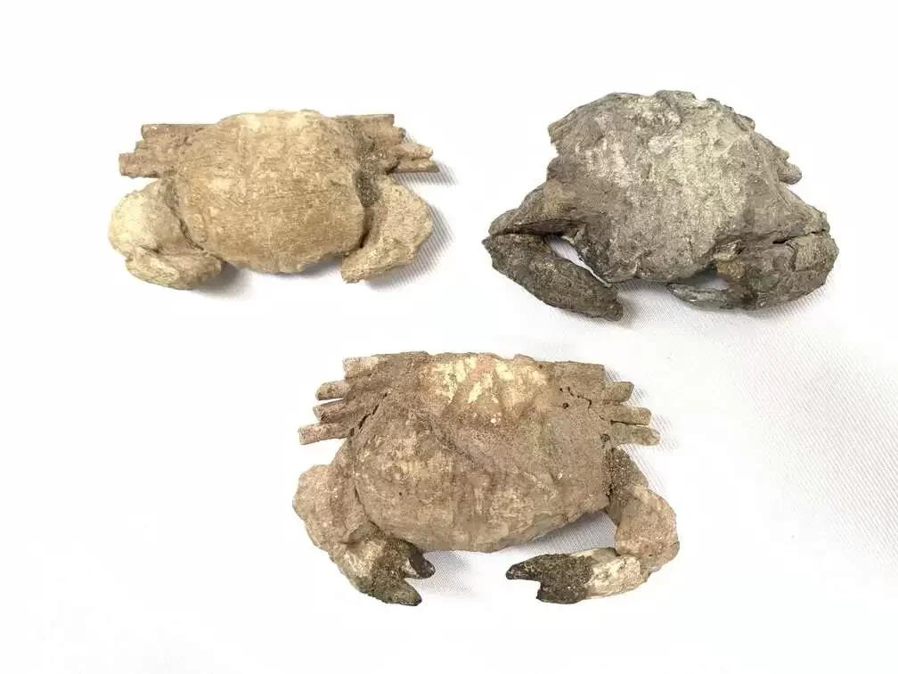 Crab Fossil (3 Specimen) Fossils Decapod Crustaceans Brachyura Paleontology Jurassic Dinosaur Period Crab Fossil (3 Specimen) Fossils Decapod Crustaceans Brachyura Paleontology Jurassic Dinosaur Period