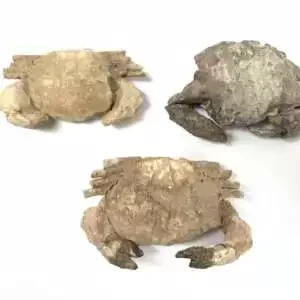 Crab Fossil (3 Specimen) Fossils Decapod Crustaceans Brachyura Paleontology Jurassic Dinosaur Period