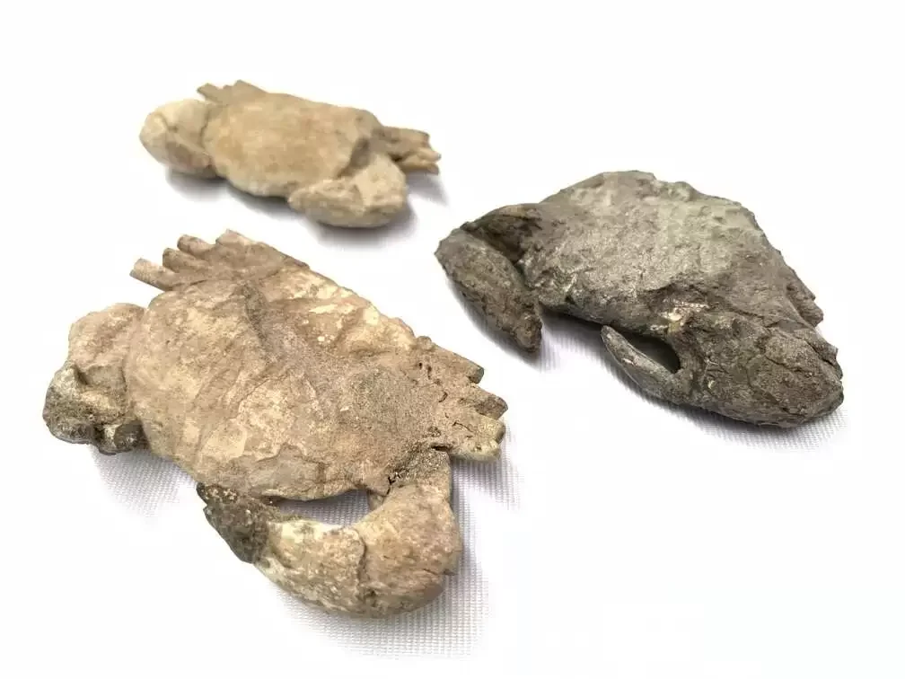 Crab Fossil (3 Specimen) Fossils Decapod Crustaceans Brachyura Paleontology Jurassic Dinosaur Period Crab Fossil (3 Specimen) Fossils Decapod Crustaceans Brachyura Paleontology Jurassic Dinosaur Period