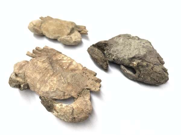 Crab Fossil (3 Specimen) Fossils Decapod Crustaceans Brachyura Paleontology Jurassic Dinosaur Period