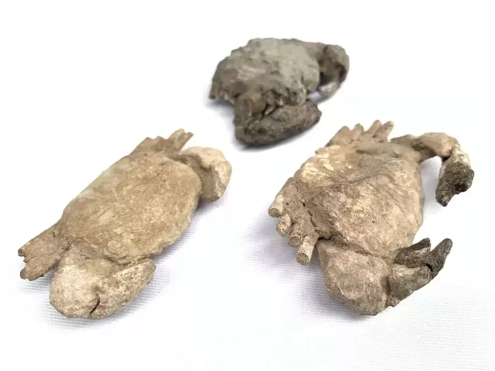 Crab Fossil (3 Specimen) Fossils Decapod Crustaceans Brachyura Paleontology Jurassic Dinosaur Period Crab Fossil (3 Specimen) Fossils Decapod Crustaceans Brachyura Paleontology Jurassic Dinosaur Period