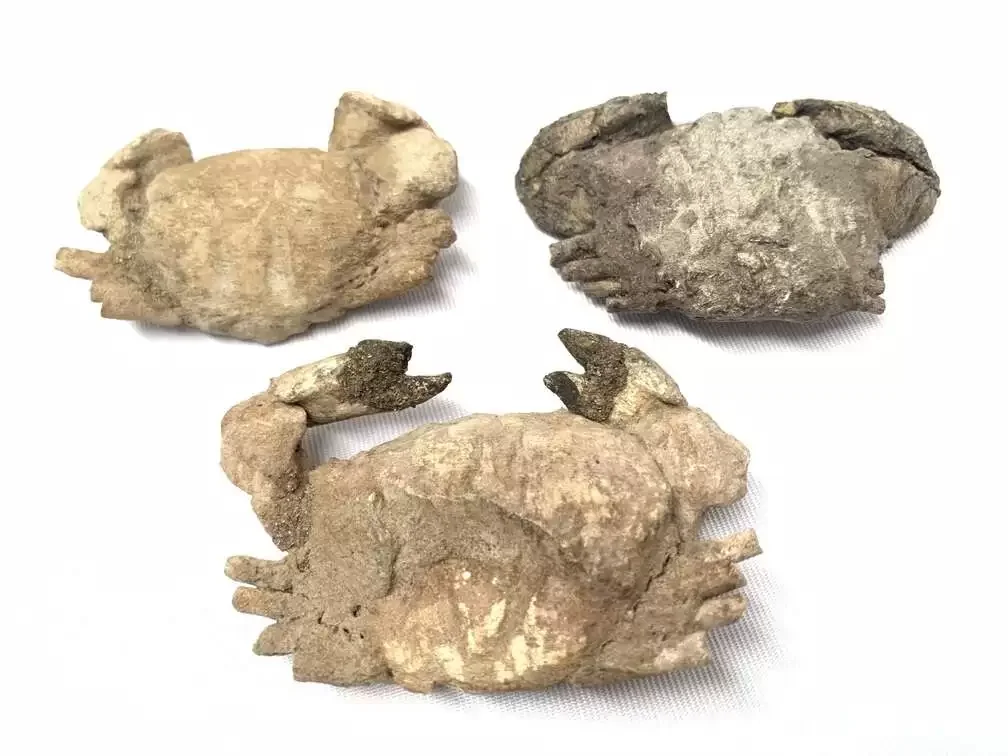 fs0152d Crab Fossil (3 Specimen) Fossils Decapod Crustaceans Brachyura Paleontology Jurassic Dinosaur Period