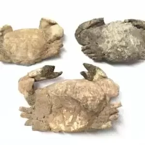 Crab Fossil (3 Specimen) Fossils Decapod Crustaceans Brachyura Paleontology Jurassic Dinosaur Period