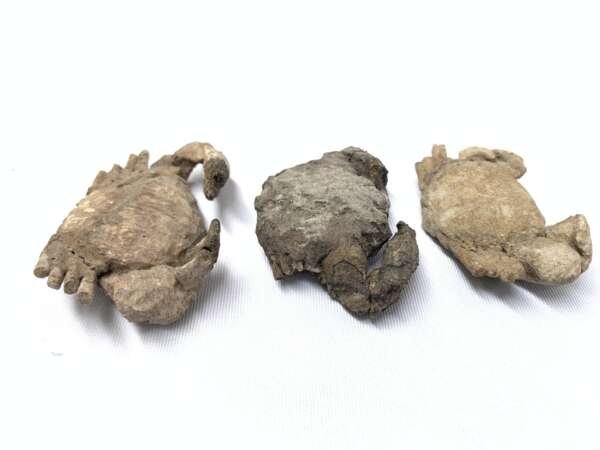 Crab Fossil (3 Specimen) Fossils Decapod Crustaceans Brachyura Paleontology Jurassic Dinosaur Period