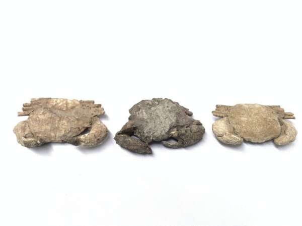 Crab Fossil (3 Specimen) Fossils Decapod Crustaceans Brachyura Paleontology Jurassic Dinosaur Period