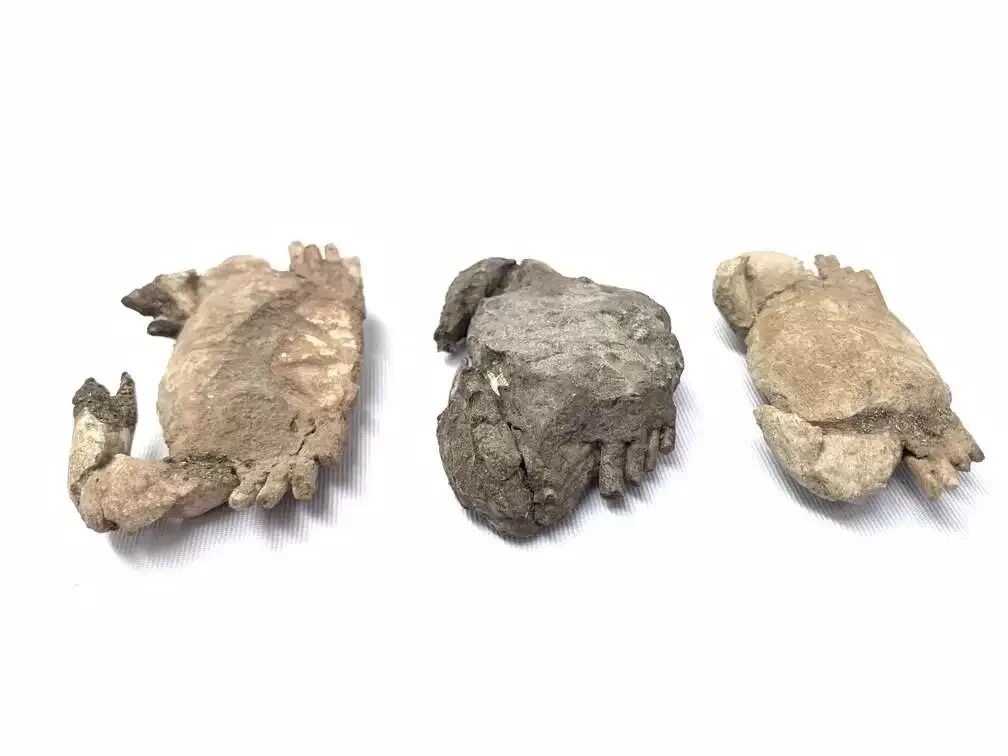 Crab Fossil (3 Specimen) Fossils Decapod Crustaceans Brachyura Paleontology Jurassic Dinosaur Period Crab Fossil (3 Specimen) Fossils Decapod Crustaceans Brachyura Paleontology Jurassic Dinosaur Period