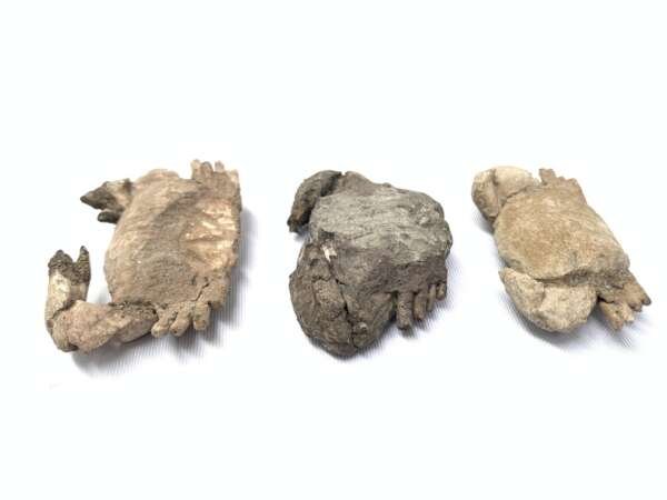 Crab Fossil (3 Specimen) Fossils Decapod Crustaceans Brachyura Paleontology Jurassic Dinosaur Period