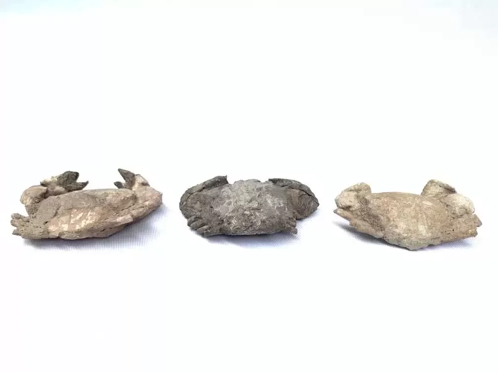 Crab Fossil (3 Specimen) Fossils Decapod Crustaceans Brachyura Paleontology Jurassic Dinosaur Period Crab Fossil (3 Specimen) Fossils Decapod Crustaceans Brachyura Paleontology Jurassic Dinosaur Period