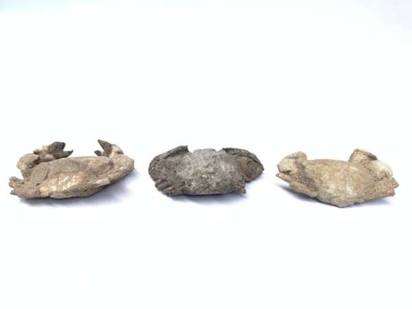 Crab Fossil (3 Specimen) Fossils Decapod Crustaceans Brachyura Paleontology Jurassic Dinosaur Period