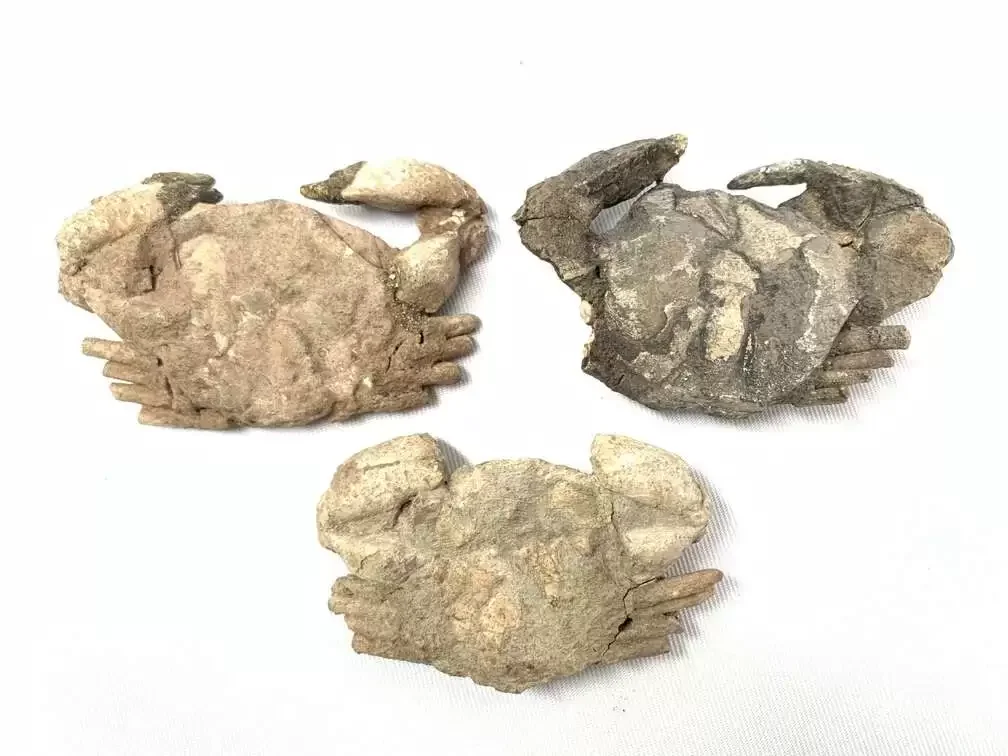 Crab Fossil (3 Specimen) Fossils Decapod Crustaceans Brachyura Paleontology Jurassic Dinosaur Period Crab Fossil (3 Specimen) Fossils Decapod Crustaceans Brachyura Paleontology Jurassic Dinosaur Period