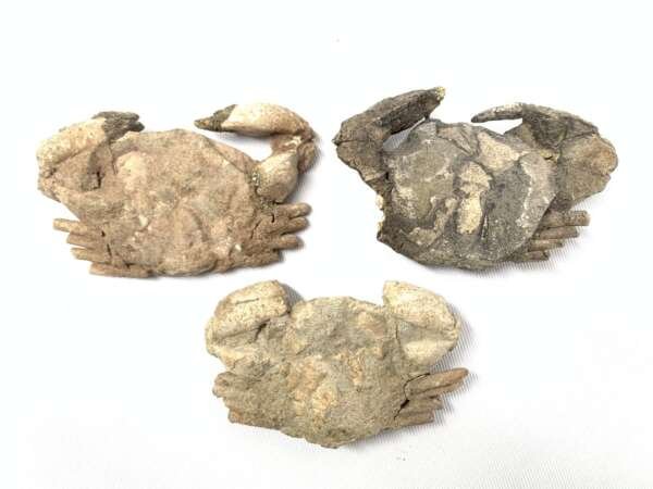 Crab Fossil (3 Specimen) Fossils Decapod Crustaceans Brachyura Paleontology Jurassic Dinosaur Period