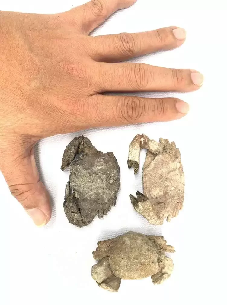 Crab Fossil (3 Specimen) Fossils Decapod Crustaceans Brachyura Paleontology Jurassic Dinosaur Period Crab Fossil (3 Specimen) Fossils Decapod Crustaceans Brachyura Paleontology Jurassic Dinosaur Period